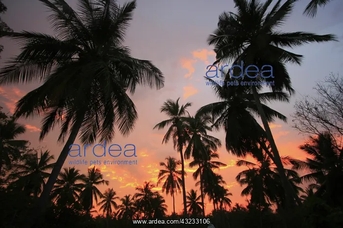 : Sunset, Sri Lanka : Sunset, Sri Lanka