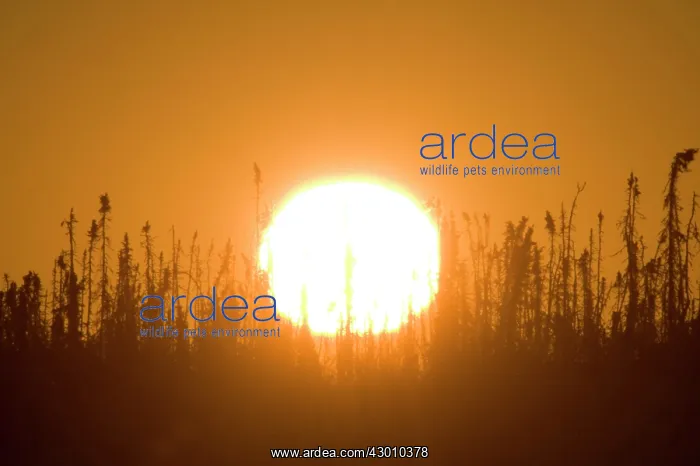 : Sunset over stunted Boreal Forest near the Dempster : Sunset over stunted Boreal Forest near the Dempster