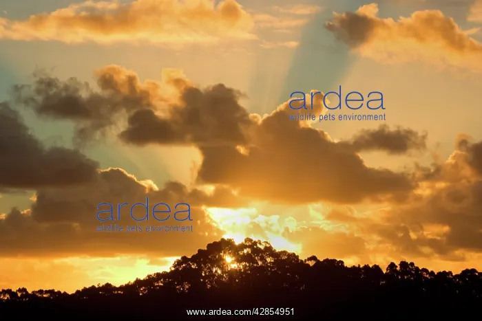 : Sunset - the sun is setting over Tasmania's coast : Sunset - the sun is setting over Tasmania's coast
