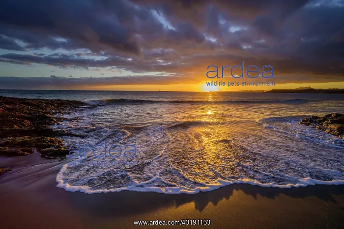 : Sunset at Tejita Beach near Montana Roja, El Medano : Sunset at Tejita Beach near Montana Roja, El Medano