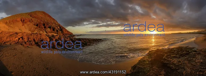 : Sunset at Tejita Beach near Montana Roja, El Medano : Sunset at Tejita Beach near Montana Roja, El Medano