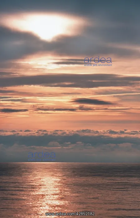 : SUNSET - with thunder clouds : SUNSET - with thunder clouds
