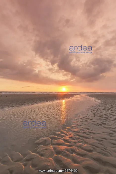 : Sunset over a tidal creek in the mudflats - Wadden : Sunset over a tidal creek in the mudflats - Wadden