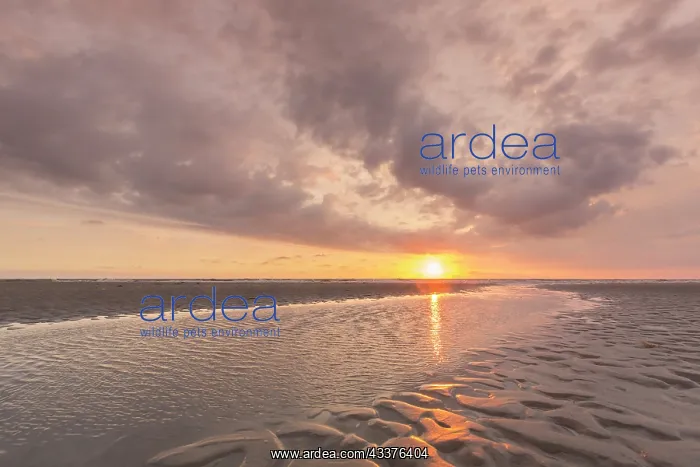 : Sunset over a tidal creek in the mudflats - Wadden : Sunset over a tidal creek in the mudflats - Wadden