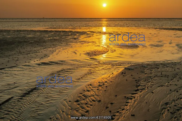 : Sunset over tidal creek on sandy beach, mudflats : Sunset over tidal creek on sandy beach, mudflats