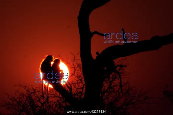: Before sunset till sunrise baboons seek refuge in tree branc : Before sunset till sunrise baboons seek refuge in tree branc