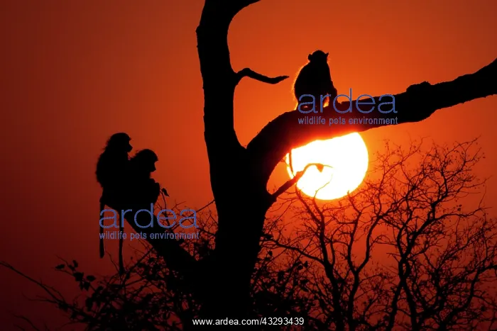 : Before sunset till sunrise baboons seek refuge in tree branc : Before sunset till sunrise baboons seek refuge in tree branc