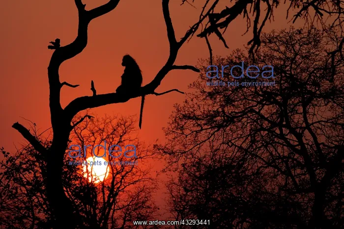 : Before sunset till sunrise baboons seek refuge in tree branc : Before sunset till sunrise baboons seek refuge in tree branc