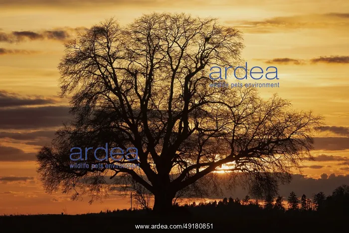 : Sunset tree with setting red sun against a reddish sky and tree backdrop : Sunset tree with setting red sun against a reddish sky and tree backdrop