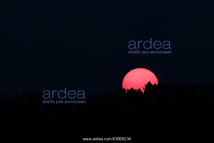 : Sunset with tree silhouette Allariz, Galicia, Spain : Sunset with tree silhouette Allariz, Galicia, Spain