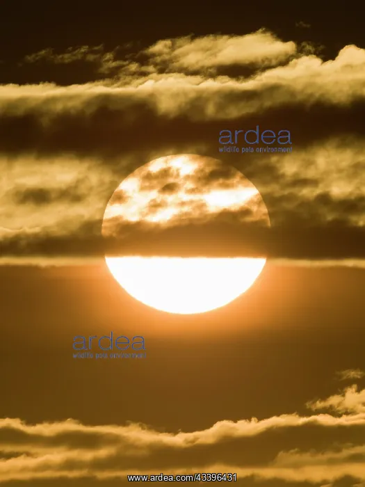 : Sunset behind trees : Sunset behind trees