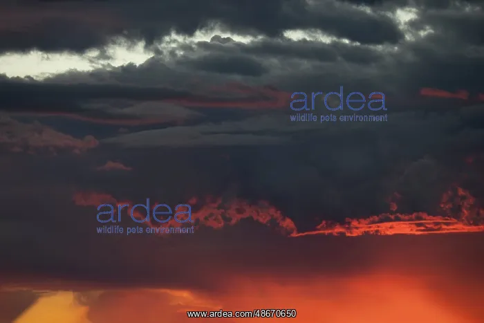 : Sunset turns cumulus clouds bright red and orange : Sunset turns cumulus clouds bright red and orange