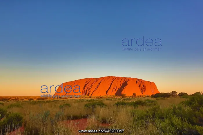 : Sunset at Uluru, Ayers Rock, Uluru-Kata Tjuta National : Sunset at Uluru, Ayers Rock, Uluru-Kata Tjuta National