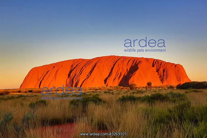 : Sunset at Uluru, Ayers Rock, Uluru-Kata Tjuta National : Sunset at Uluru, Ayers Rock, Uluru-Kata Tjuta National