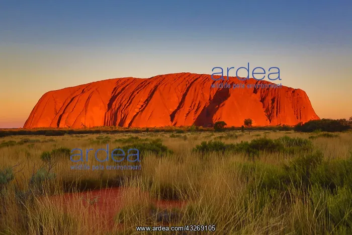 : Sunset at Uluru, Ayers Rock, Uluru-Kata Tjuta National : Sunset at Uluru, Ayers Rock, Uluru-Kata Tjuta National