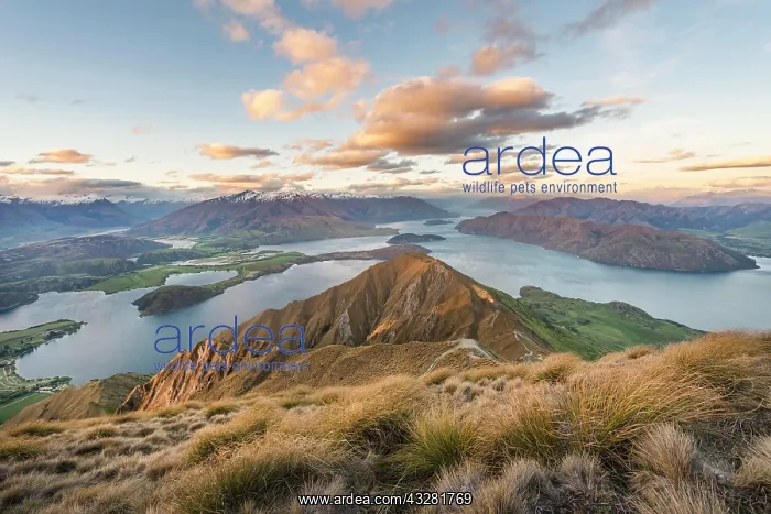 : Sunset, View of Mountains and Lake, Roys Peak, Lake : Sunset, View of Mountains and Lake, Roys Peak, Lake
