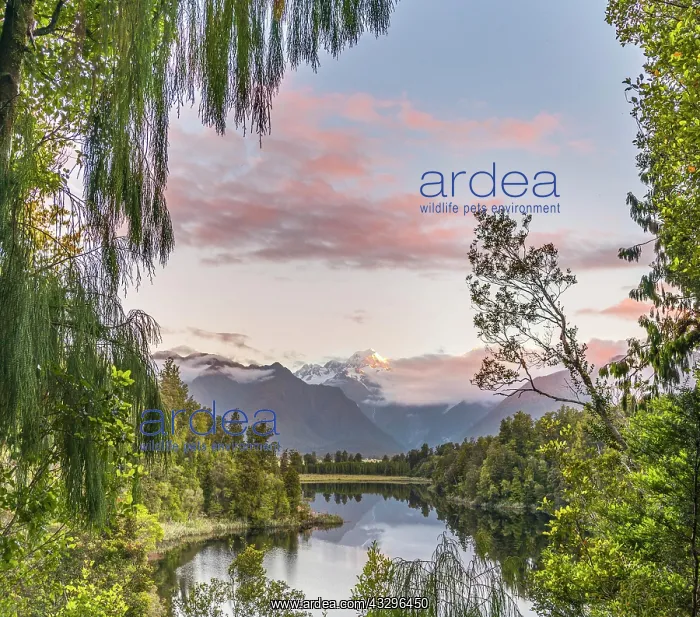 : Sunset, view of Mt. Tasman and Mt. Cook, reflection : Sunset, view of Mt. Tasman and Mt. Cook, reflection