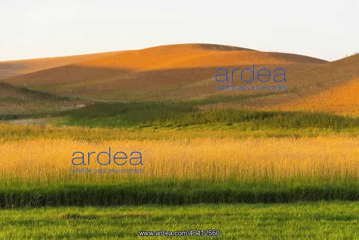 : Sunset view of wheat field, Palouse, Washington State, USA : Sunset view of wheat field, Palouse, Washington State, USA