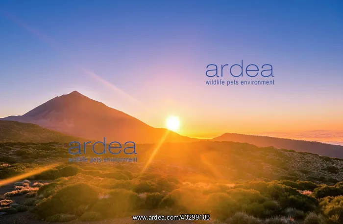 : Sunset, Volcano Teide and volcano landscape, backlit : Sunset, Volcano Teide and volcano landscape, backlit