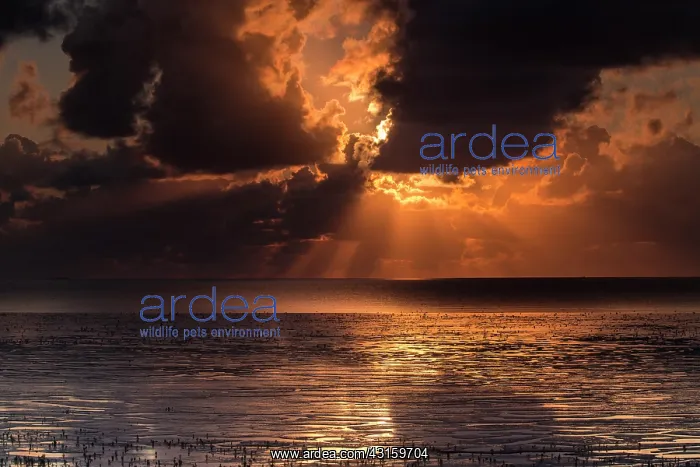 : Sunset on the Waddensea with enormous clouds and sunrays at : Sunset on the Waddensea with enormous clouds and sunrays at