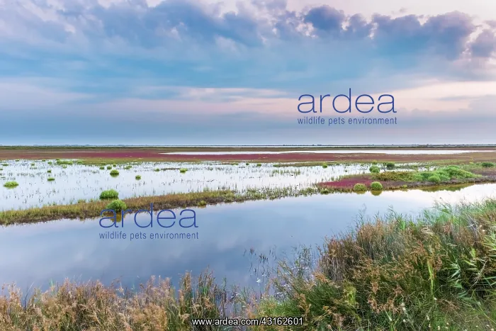 : Sunset over a wetland in the Camargue : Sunset over a wetland in the Camargue