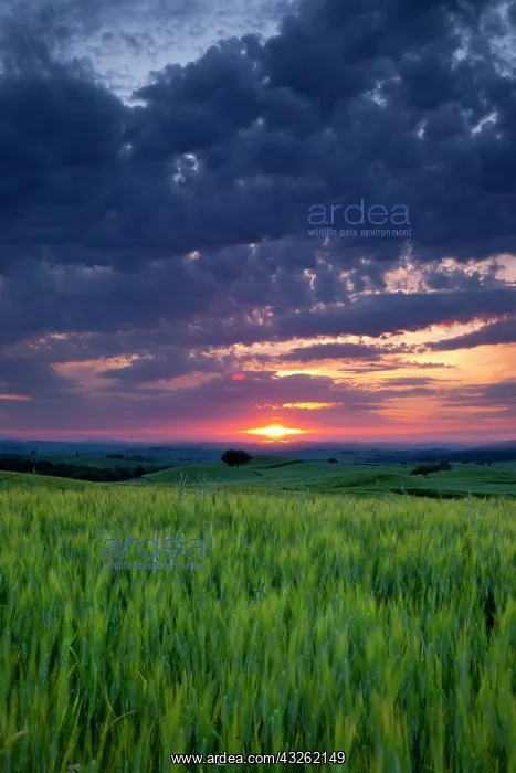 : Sunset over wheat field near Pienza, Tuscany : Sunset over wheat field near Pienza, Tuscany