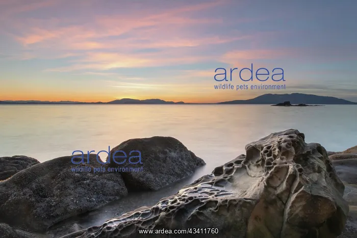 : Sunset at Wildcat Cove, looking out to Samish Bay : Sunset at Wildcat Cove, looking out to Samish Bay