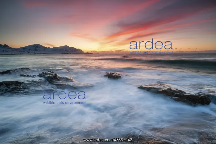 : Sunset in winter at Skagsanden, rock formations on the beach : Sunset in winter at Skagsanden, rock formations on the beach