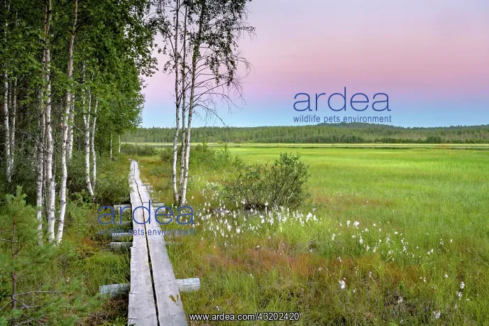 : Sunset, wooden footbridge in wetland, moor with : Sunset, wooden footbridge in wetland, moor with