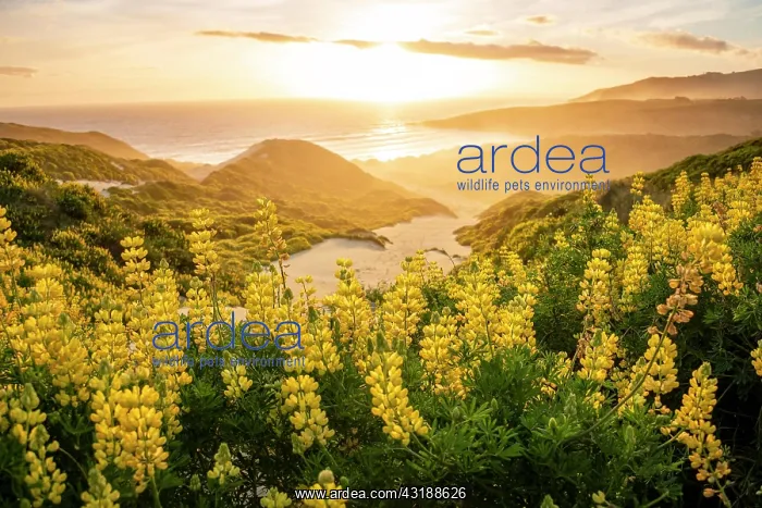 : Sunset, Yellow Lupines (Lupinus luteus) on sand : Sunset, Yellow Lupines (Lupinus luteus) on sand