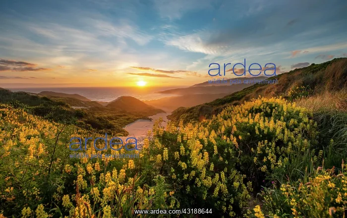 : Sunset, Yellow Lupines (Lupinus luteus) on sand : Sunset, Yellow Lupines (Lupinus luteus) on sand