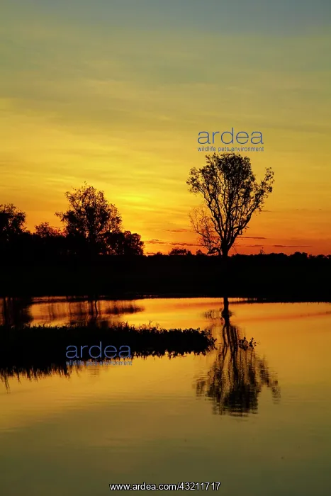 : Sunset, Yellow Water Billabong, Kakadu National : Sunset, Yellow Water Billabong, Kakadu National