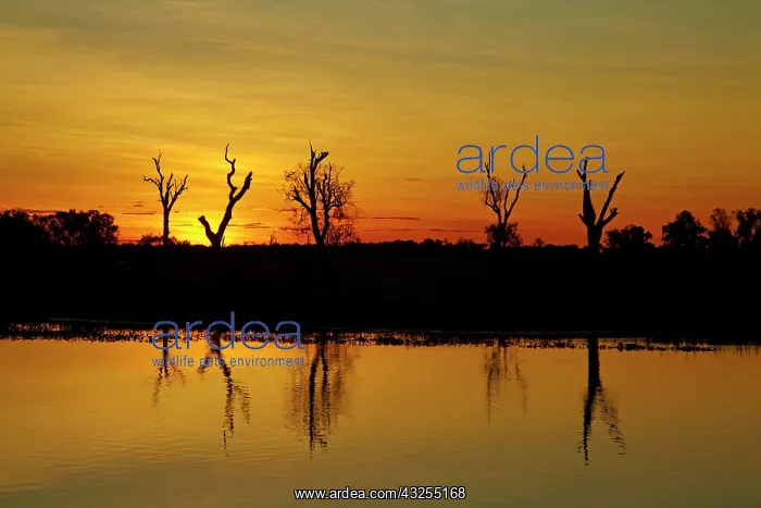 : Sunset, Yellow Water Billabong, Kakadu National : Sunset, Yellow Water Billabong, Kakadu National
