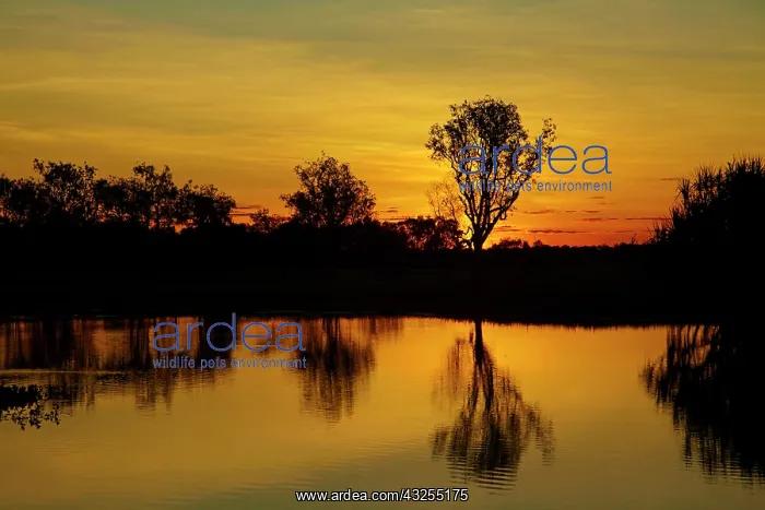 : Sunset, Yellow Water Billabong, Kakadu National : Sunset, Yellow Water Billabong, Kakadu National