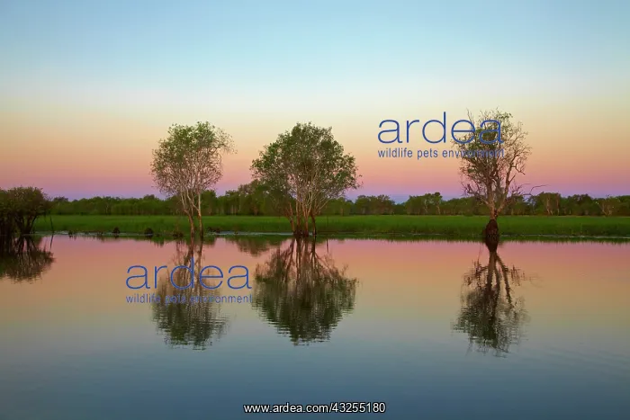: Sunset, Yellow Water Billabong, Kakadu National : Sunset, Yellow Water Billabong, Kakadu National
