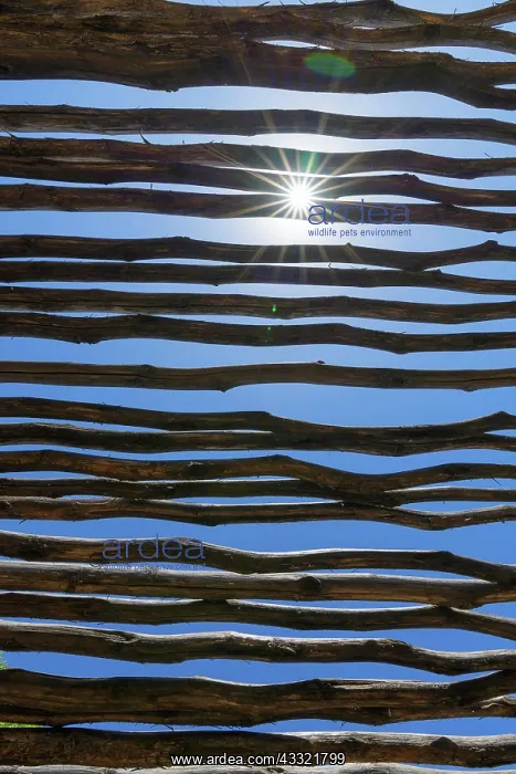  : Sunshield roof from branches with sun, Masai Mara