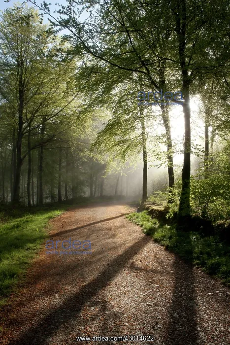  : Sunshine through the trees in woodland