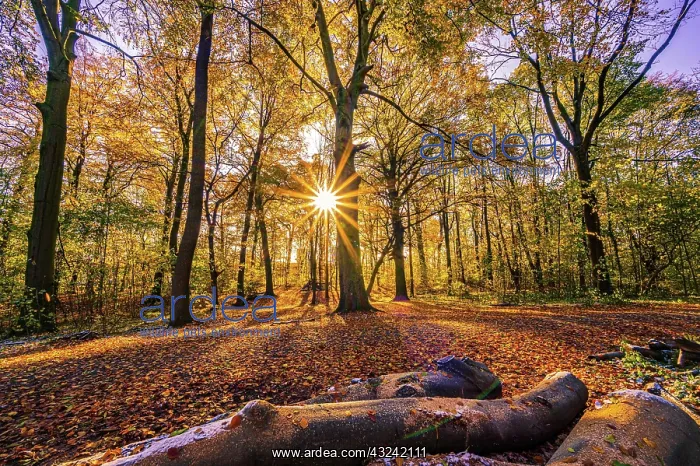 : A sunstar at sunset in a deciduous forest in late : A sunstar at sunset in a deciduous forest in late
