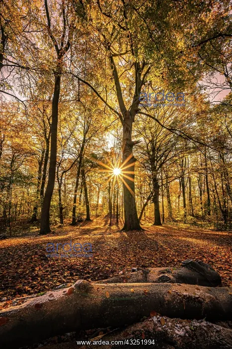 : A sunstar at sunset in a deciduous forest in late : A sunstar at sunset in a deciduous forest in late