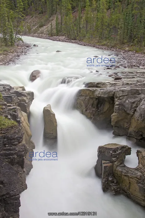  : Sunwapta Falls upper falls