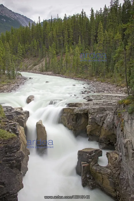  : Sunwapta Falls upper falls