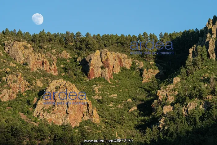 : Super moon over Water Canyon, Cibola National Forest, New : Super moon over Water Canyon, Cibola National Forest, New