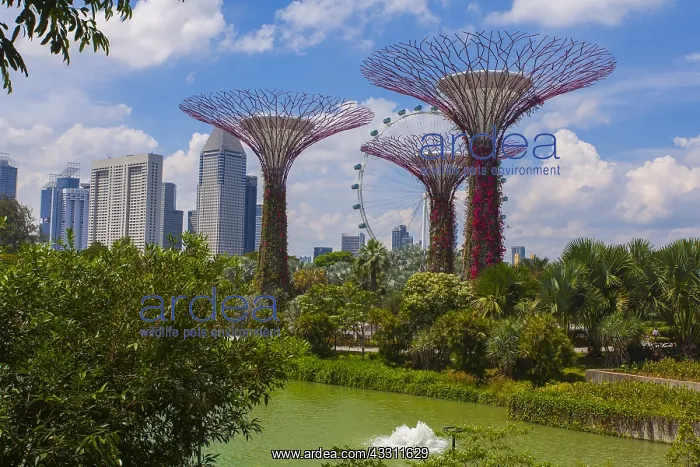 : Super trees Garden by the bay park. Singapour : Super trees Garden by the bay park. Singapour
