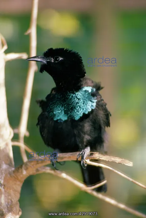 : SUPERB BIRD OF PARADISE : SUPERB BIRD OF PARADISE