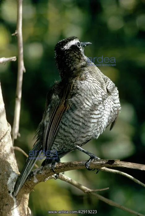: Superb Bird of Paradise - female sunbathing : Superb Bird of Paradise - female sunbathing