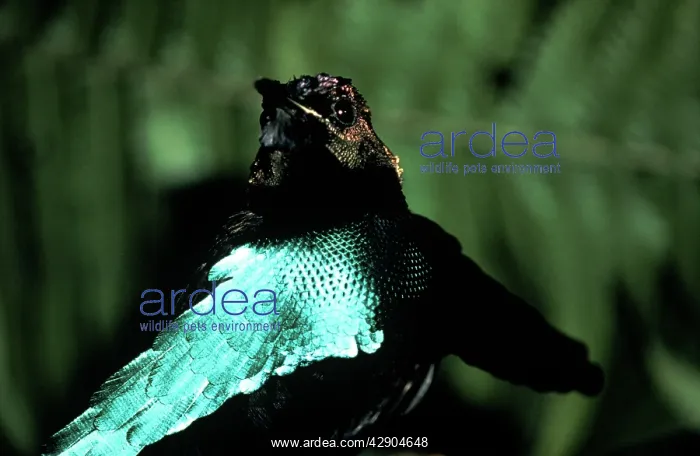 : SUPERB BIRD OF PARADISE - HEAD : SUPERB BIRD OF PARADISE - HEAD