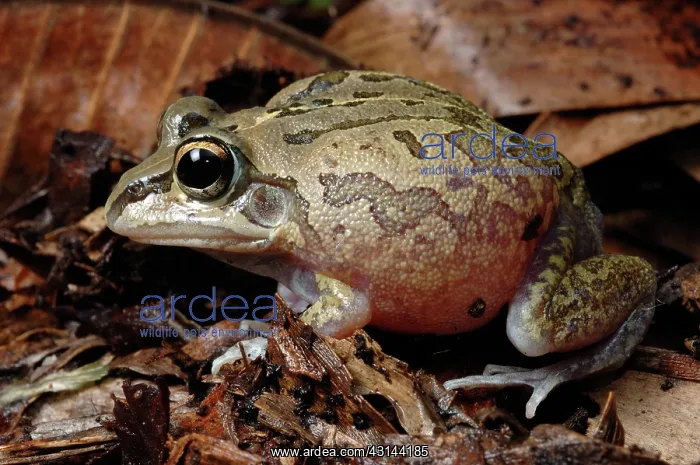 : Superb Collared Frog (Cyclorana breviceps) : Superb Collared Frog (Cyclorana breviceps)