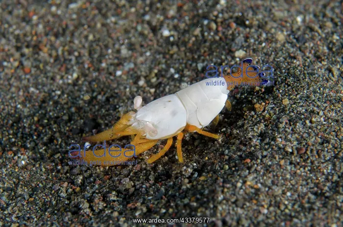 : Superb Coral Shrimp : Superb Coral Shrimp