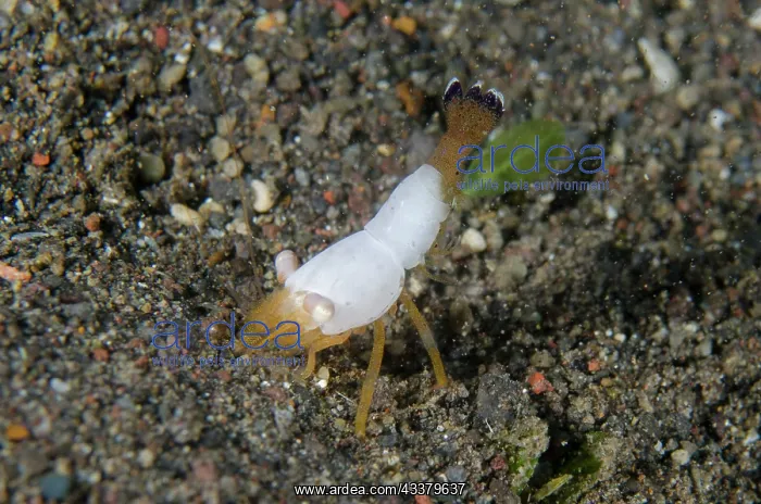 : Superb Coral Shrimp : Superb Coral Shrimp