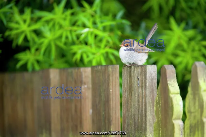 : Superb Fairy-wren - female : Superb Fairy-wren - female